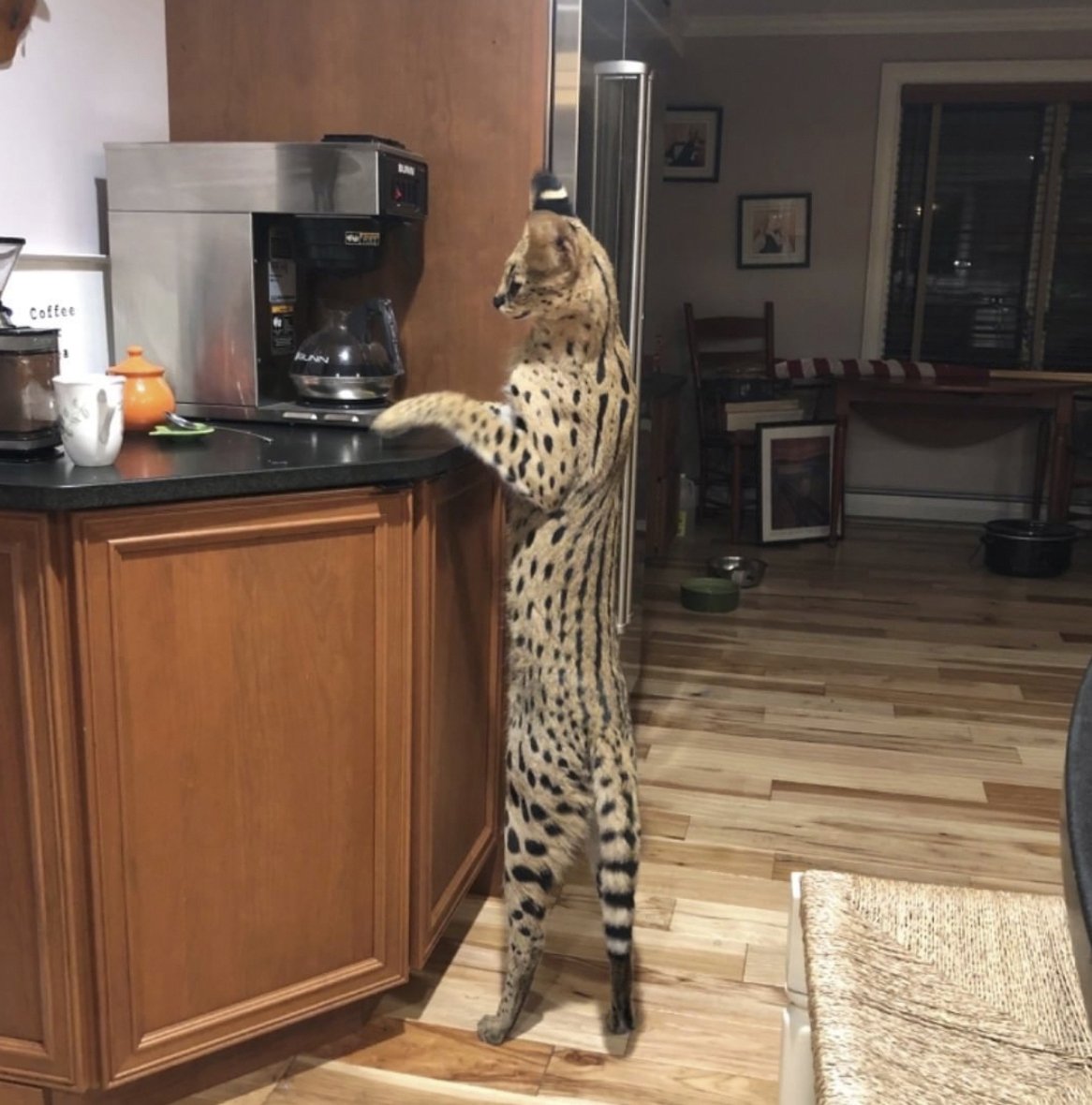 Serval House Cat