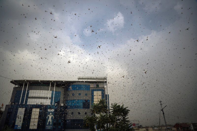 Swarms of desert locusts threaten India’s summer crops