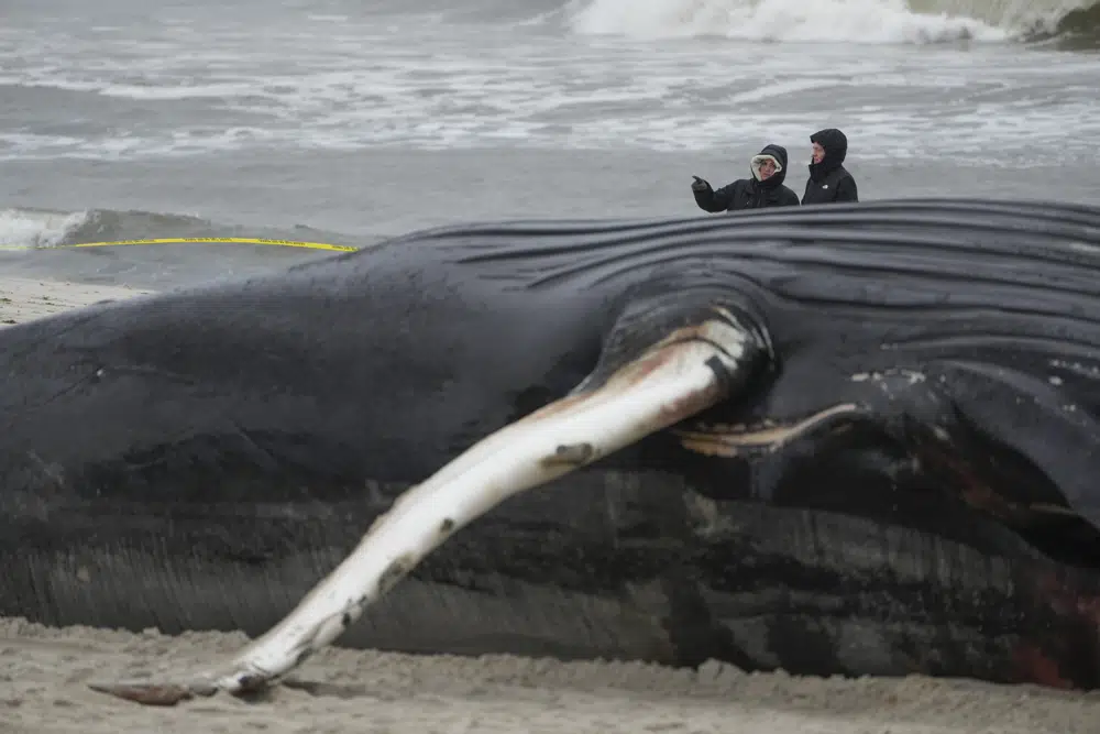 People walk down the beach to take a look at a dead whale in Lido Beach, N.Y., Tuesday, Jan. 31, 2023. The 35-foot humpback whale, that washed ashore and subsequently died, is one of several cetaceans that have been found over the past two months along the shores of New York and New Jersey. (AP Photo/Seth Wenig)