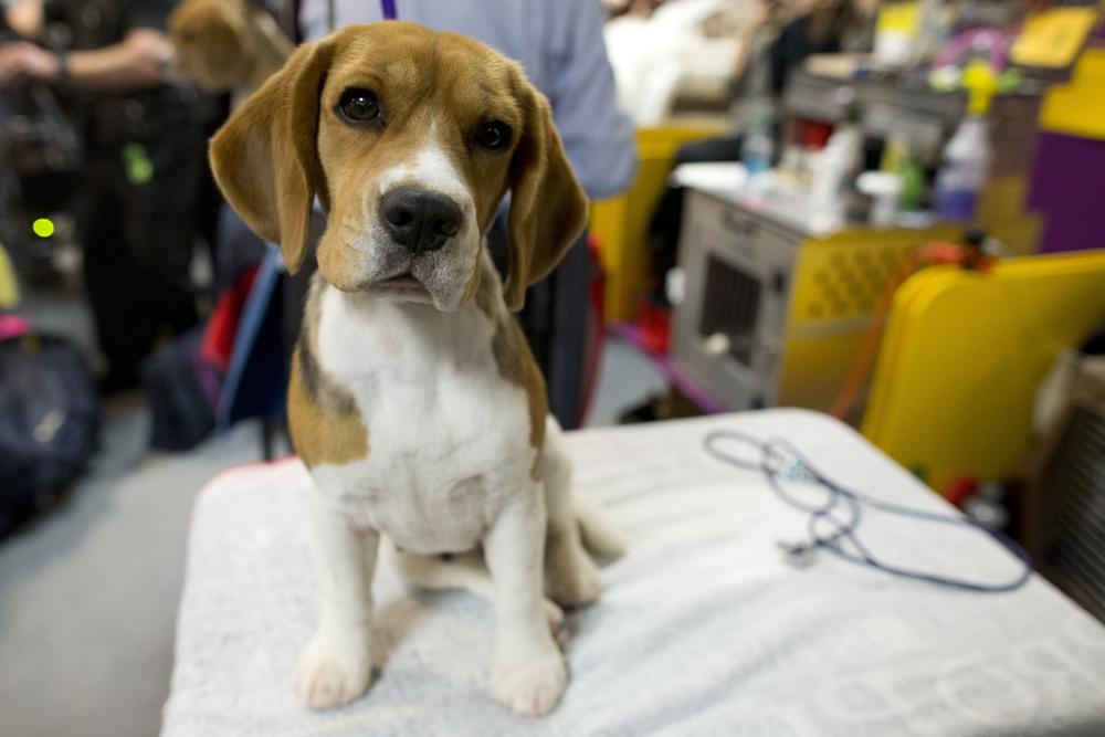 ARCHIVO - Molly, una beagle de 13 pulgadas de Bangkok, Tailandia, espera en el área de banca para competir durante la 140° exposición canina del Westminster Kennel Club, el 15 de febrero de 2016, en el Madison Square Garden de Nueva York.  El ranking anual de popularidad del American Kennel Club sale el martes 15 de marzo de 2022 y los beagles están entre los 10 primeros. (Foto AP/Mary Altaffer, archivo)