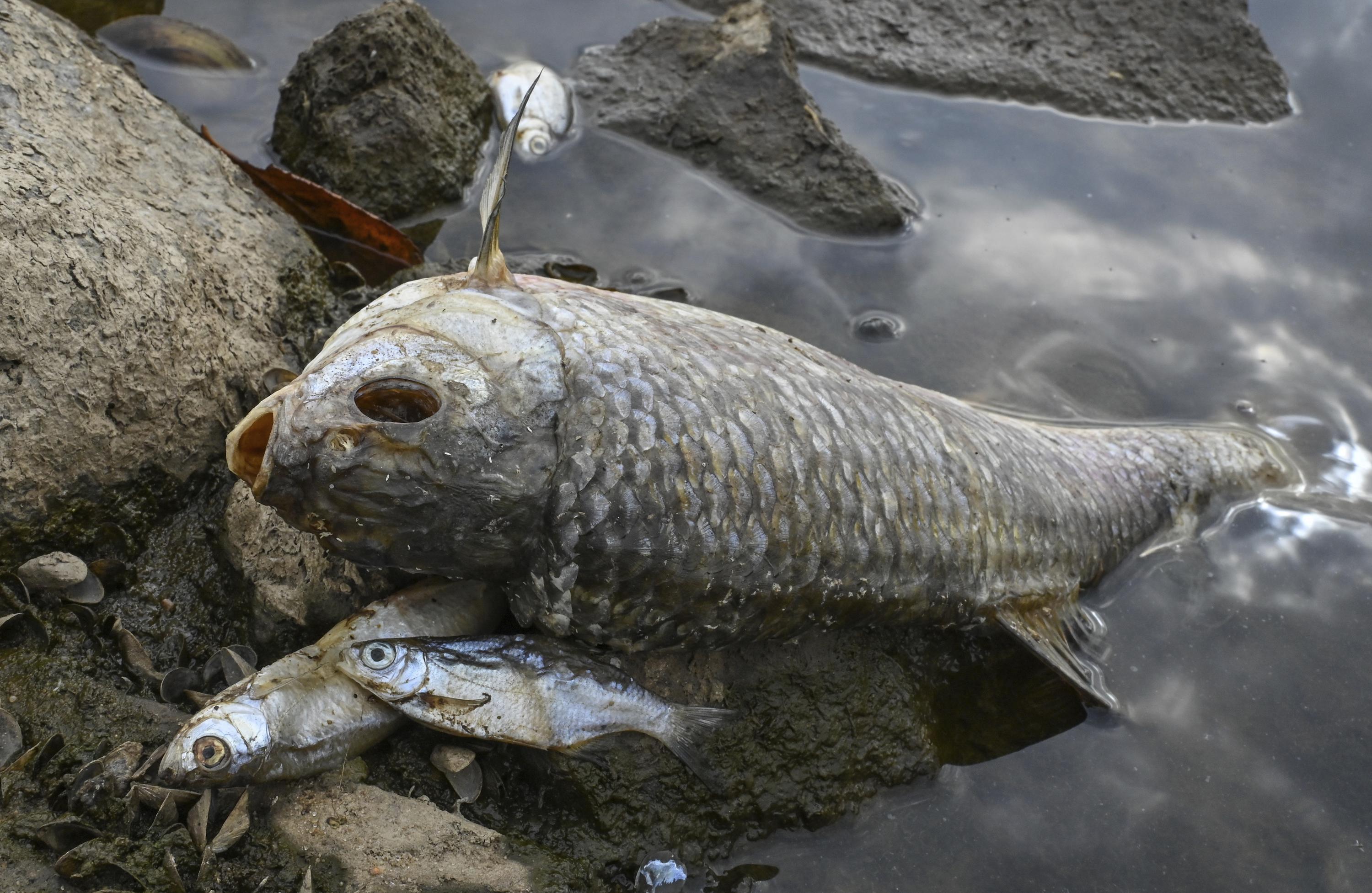 What Killed Tons of Fish in the European River?  The mystery deepens