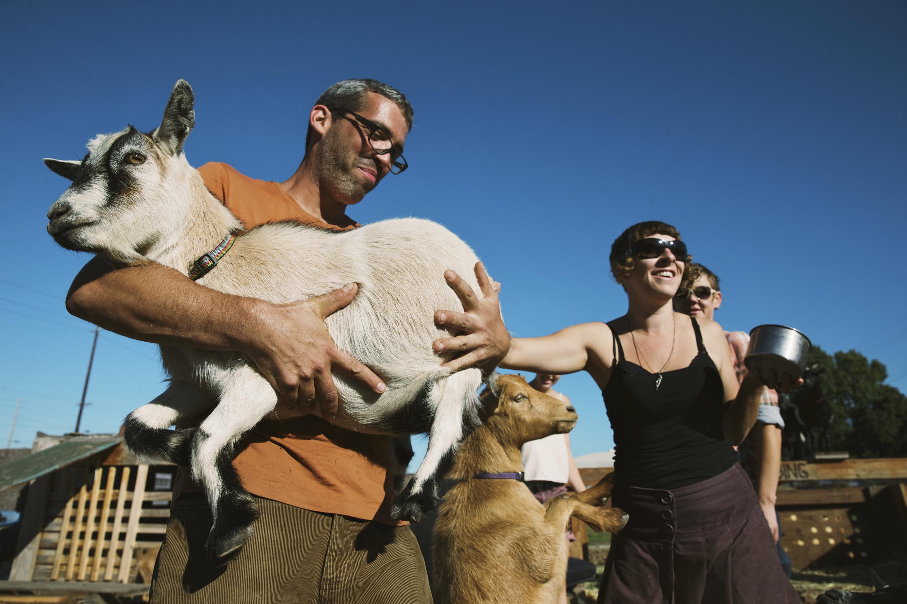 Famed Portland goats let loose in protest of homeless sweep