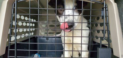 ASPCA® and Wings of Rescue Transport More Than 170 Dogs and Cats from Texas Animal Shelters Impacted by Severe Winter Storms | AP News ASPCA® and Wings of Rescue Transport More Than 170 Dogs and Cats from Texas Animal Shelters Impacted by Severe Winter Storms | AP News
