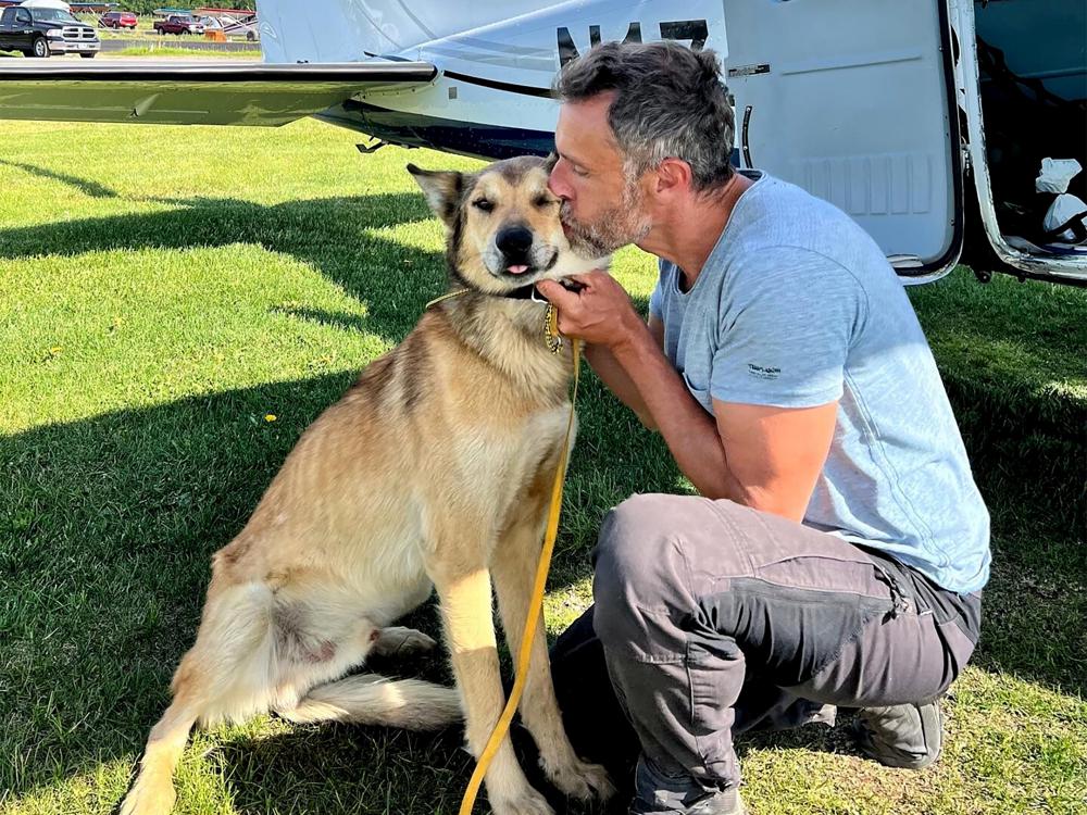Lost Iditarod Dog Safe Three Months Later-AP
