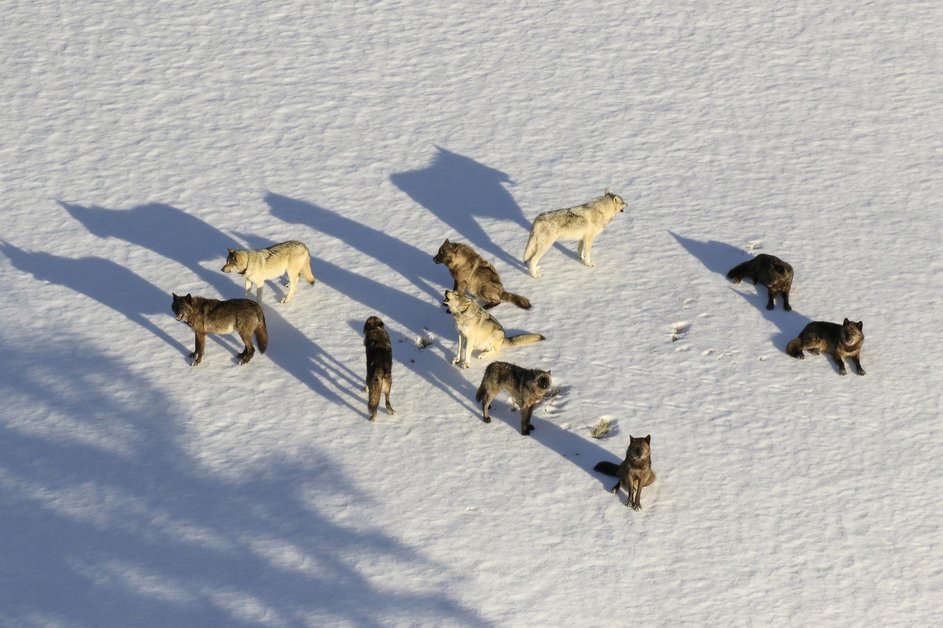 Montana judge restores state wolf hunting regulations AP News