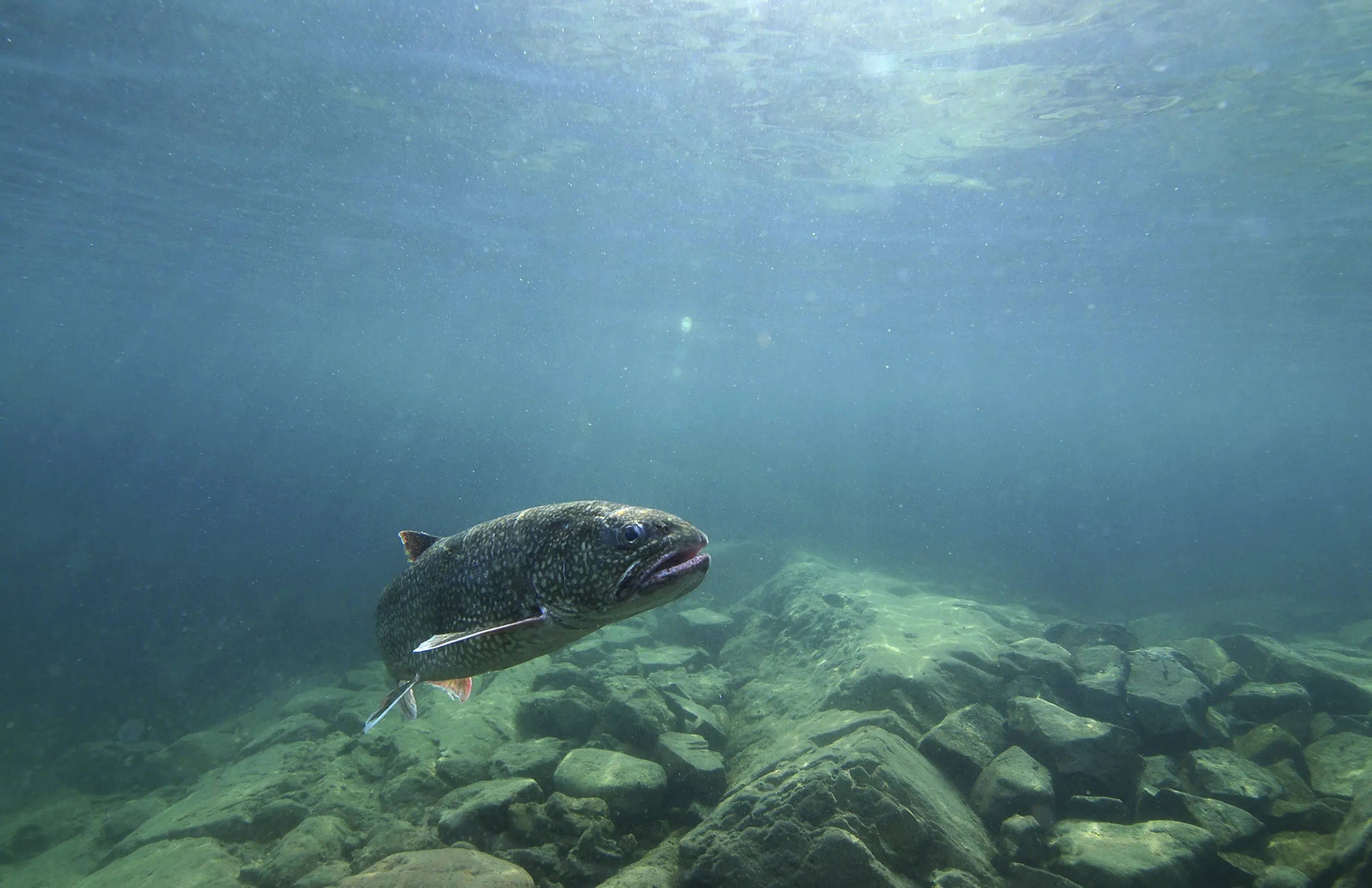 Michigan, native tribes reach new Great Lakes fishing deal