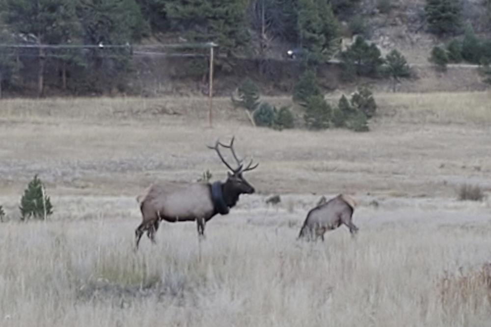 Dieses undatierte Foto von Colorado Parks and Wildlife zeigt einen schwer fassbaren Elch, der seit mindestens zwei Jahren mit einem Autoreifen um den Hals durch die Hügel wandert und nun endlich vom Reifen befreit wurde.  Der 4 1/2 Jahre alte, 600 Pfund (272 Kilogramm) schwere Elchbulle wurde am Samstag, den 9. Oktober 2021, in der Nähe von Pine Junction südwestlich von Denver gesichtet und laut Colorado Parks and Wildlife betäubt.  CPW-Beamte mussten das Fünf-Punkt-Geweih des Elchs abschneiden, um die Belastung zu entfernen, weil sie den Stahl im Wulst des Reifens nicht durchschneiden konnten.  (Colorado Parks und Wildlife über AP)