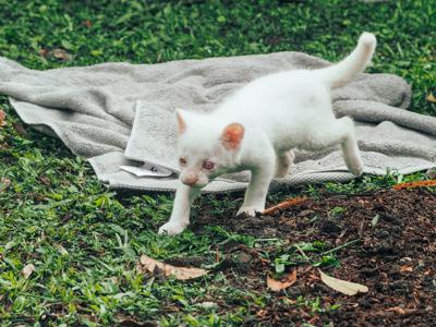 Esta foto cedida por la oficina de comunicaciones del gobierno del Área Metropolitana del Valle de Aburrá muestra lo que describe como el primer felino albino encontrado en Colombia, en el Parque de Conservación de Medellín, Colombia, el jueves 23 de diciembre de 2021. (Área Metropolitana del Valle de Aburrá vía AP)