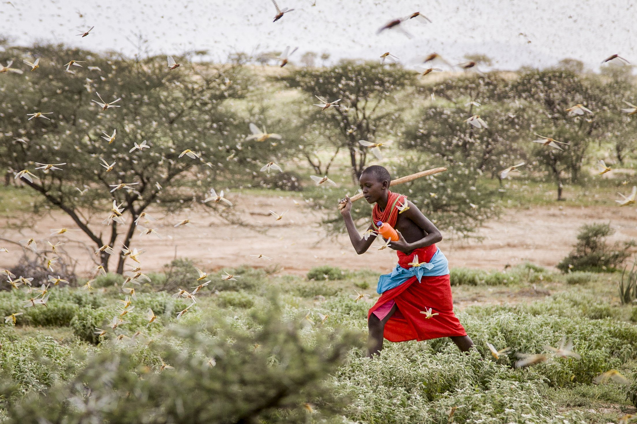 AP Explains: How climate change feeds Africa locust invasion - The Associated Press