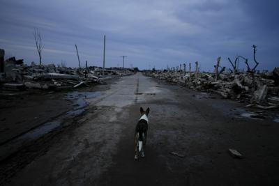 Un perro callejero camina por la abandonada Villa Epecuén, Argentina, el sábado 11 de septiembre de 2021. (AP Foto/Natacha Pisarenko)