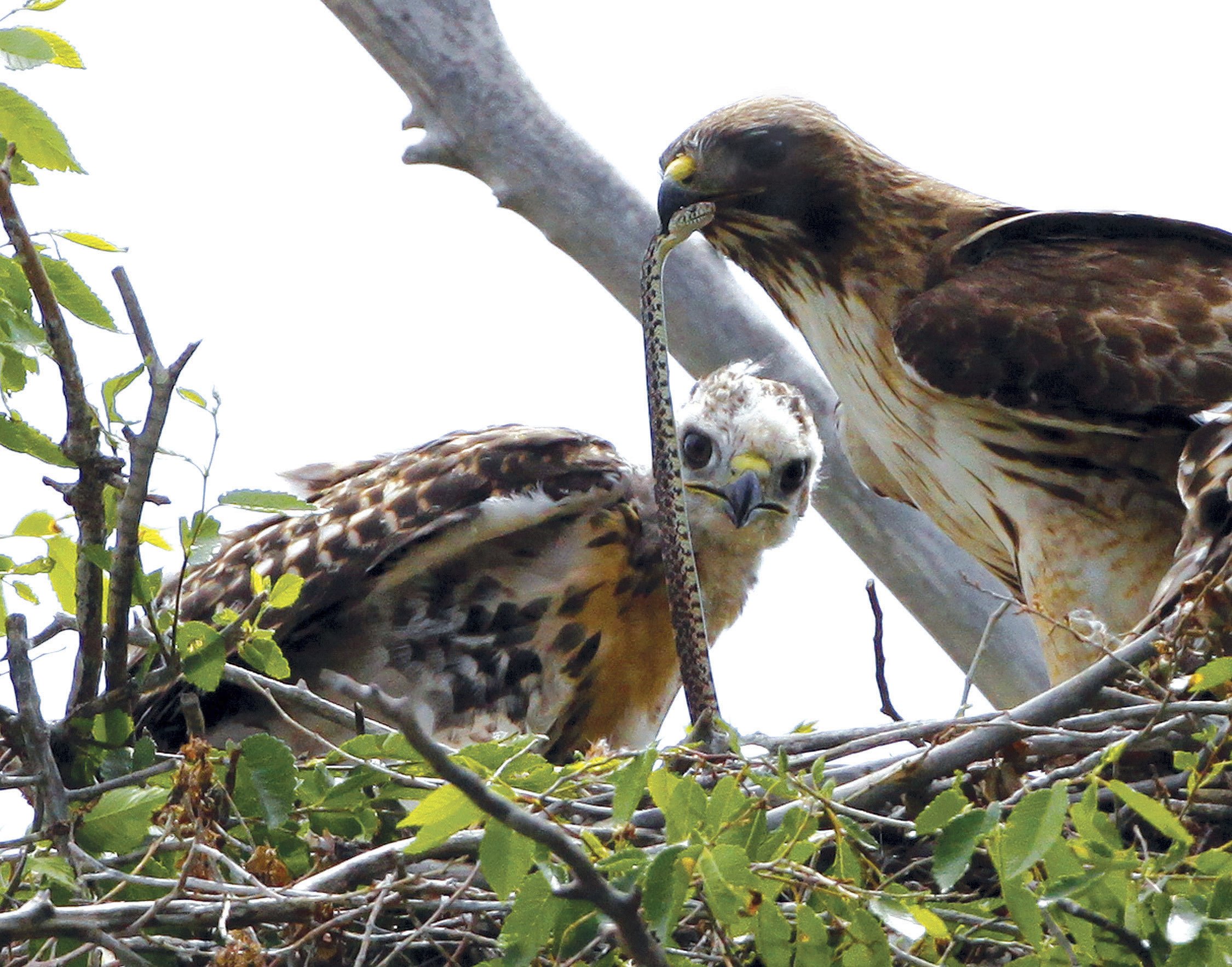 Trump administration moves ahead on gutting bird protections - Associated Press