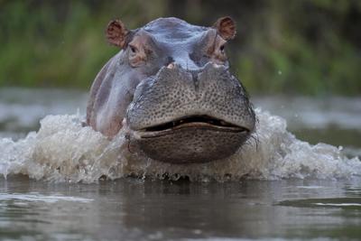 Un hipopótamo nada en el río Magdalena en Puerto Triunfo, Colombia, el miércoles 16 de febrero de 2022. El Ministerio de Medio Ambiente de Colombia anunció a principios de febrero que los hipopótamos son una especie invasora, en respuesta a una demanda contra el gobierno sobre si matar o esterilizar a los hipopótamos que fueron importados ilegalmente por el fallecido narcotraficante Pablo Escobar, y cuyo número está creciendo a un ritmo rápido y representa una amenaza para la biodiversidad. (AP Foto/Fernando Vergara)