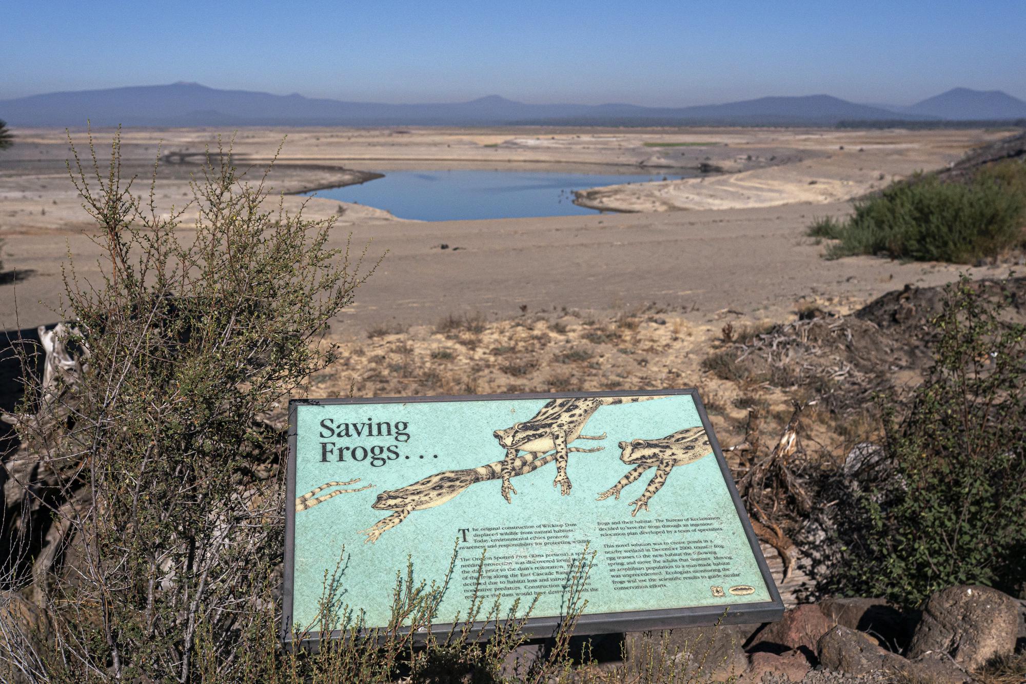 A sign educating visitors about the spotted frog is displayed near the nearly-diminished Wickiup Reservoir on Wednesday, Sept. 1, 2021, near La Pine, Ore. The water crisis in Oregon is compounded by efforts to preserve the federally protected spotted frog. A habitat conservation plan requires the district to release increasing amounts of water for the frog from its storage reservoir over three decades. (AP Photo/Nathan Howard)