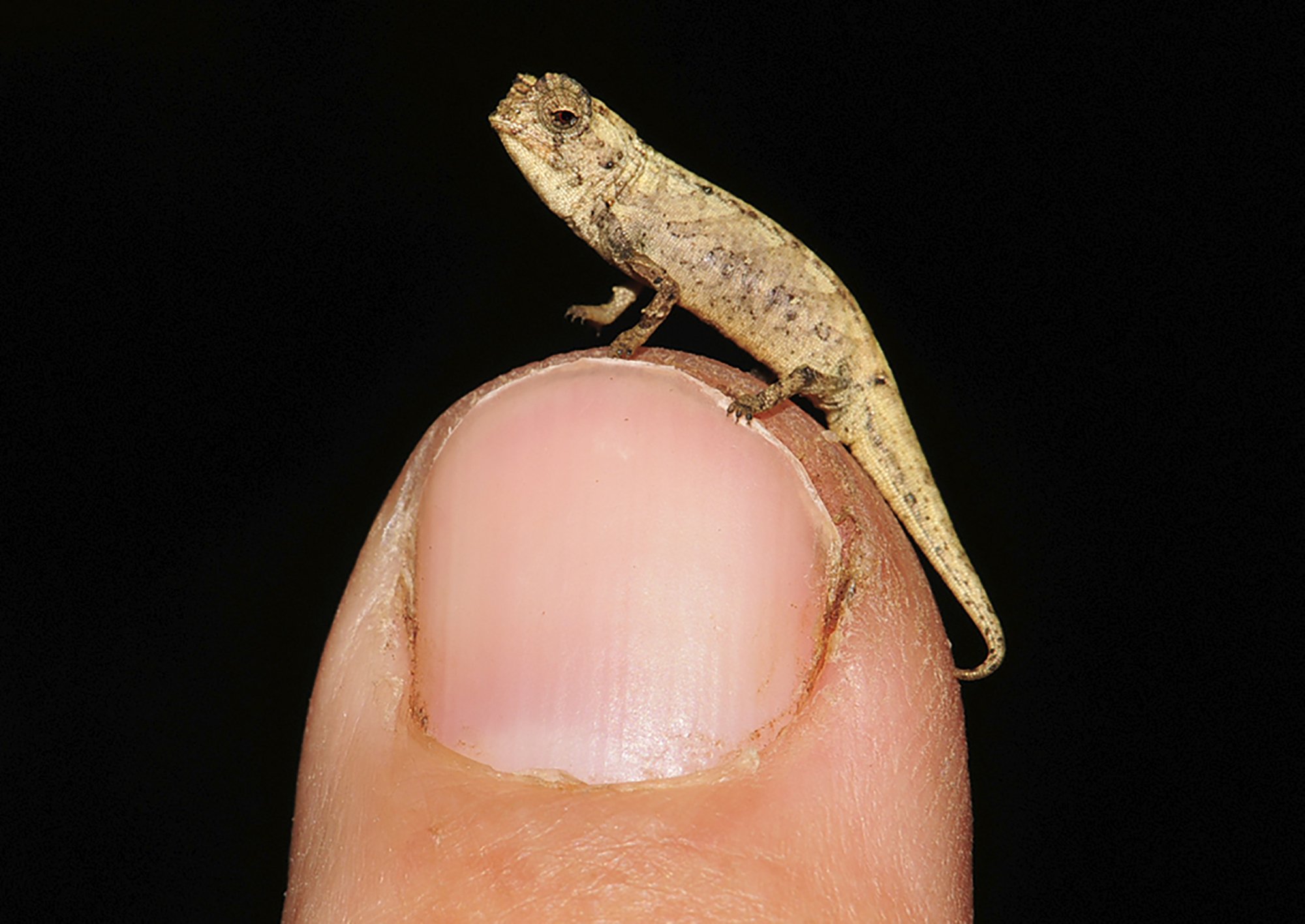 Petit caméléon en compétition pour le titre du plus petit reptile