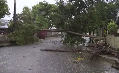 Un árbol obstruye una calle en Quelimane, Mozambique, el domingo 12 de marzo de 2023 tras ser derribado por los fuertes vientos del ciclón Freddy. (AP Foto)