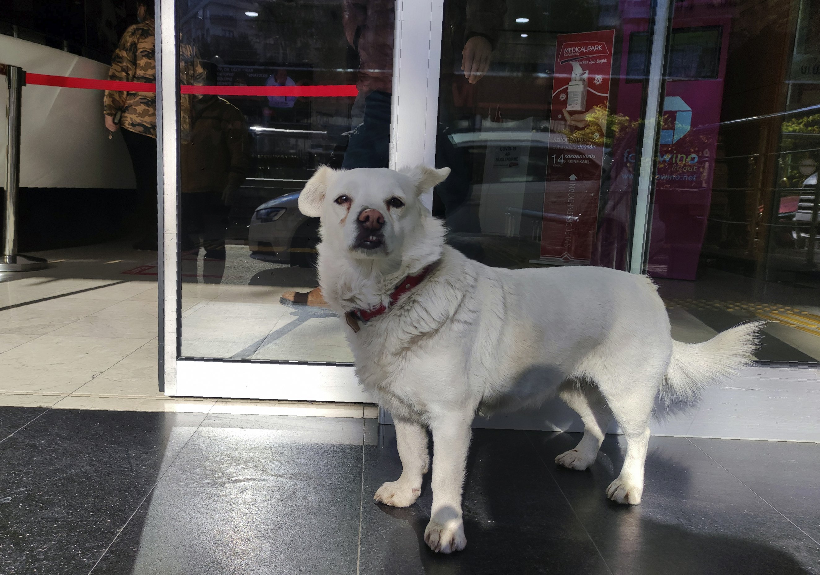 The dog waited for days outside the Turkish hospital on the owner