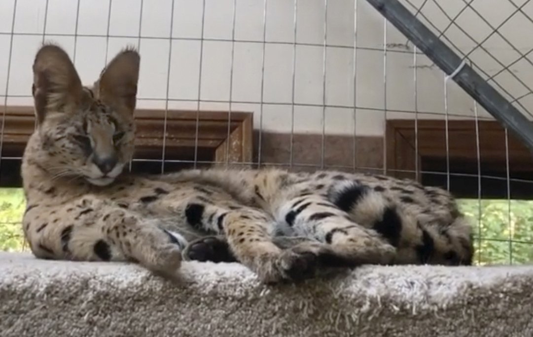 Missing Serval Cat Found