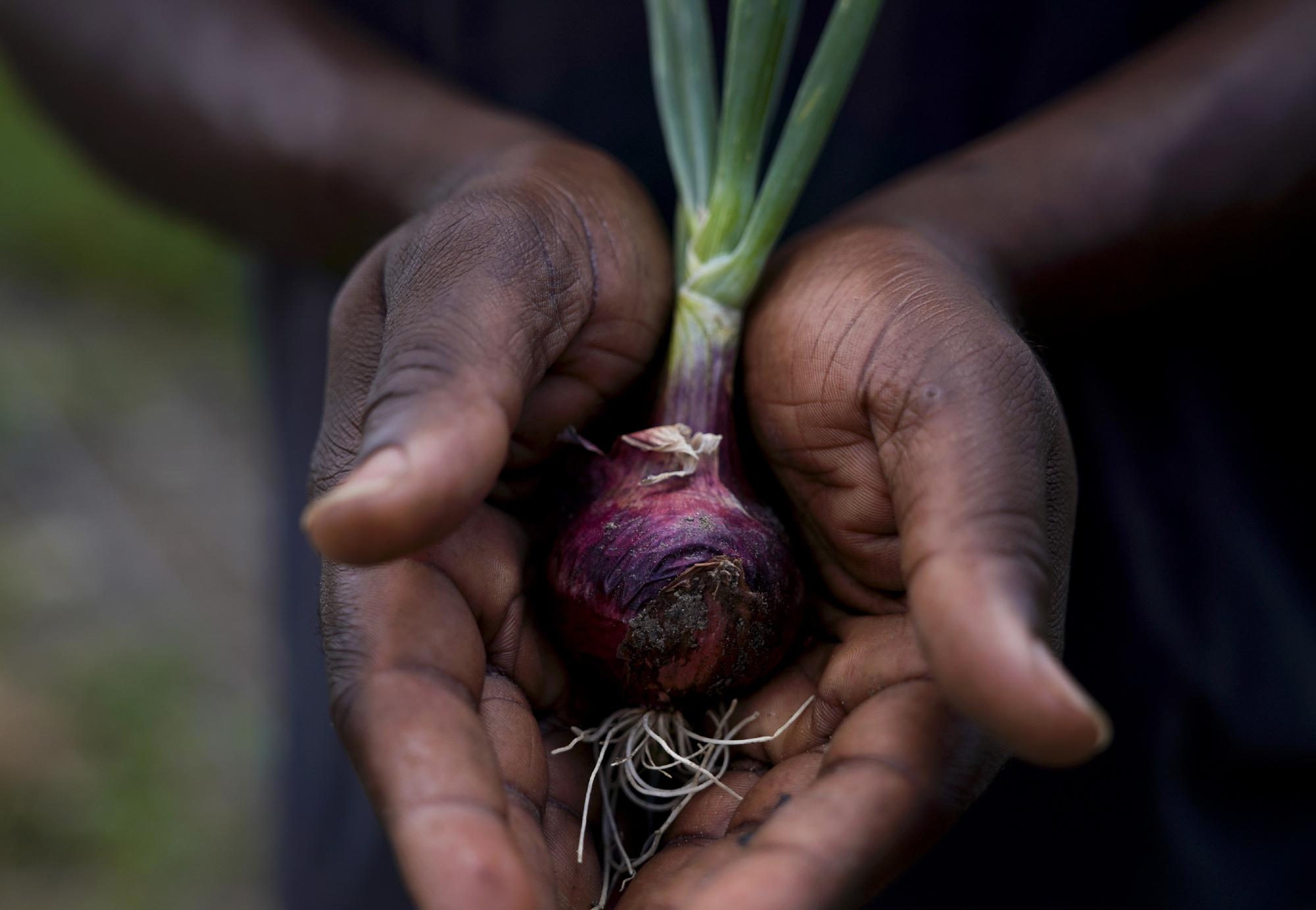 Ras Richie holds a freshly picked onion on the Ras Freeman Foundation for the Unification of Rastafari farm and sacred grounds, Saturday, May 13, 2023, in Liberta, Antigua. Richie is a co-founder of Humble and Free Wadadli, which leads eco-tours to the farm where cannabis, fruit and vegetables are grown. (AP Photo/Jessie Wardarski)