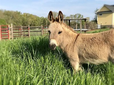 Donkey Show Real Video