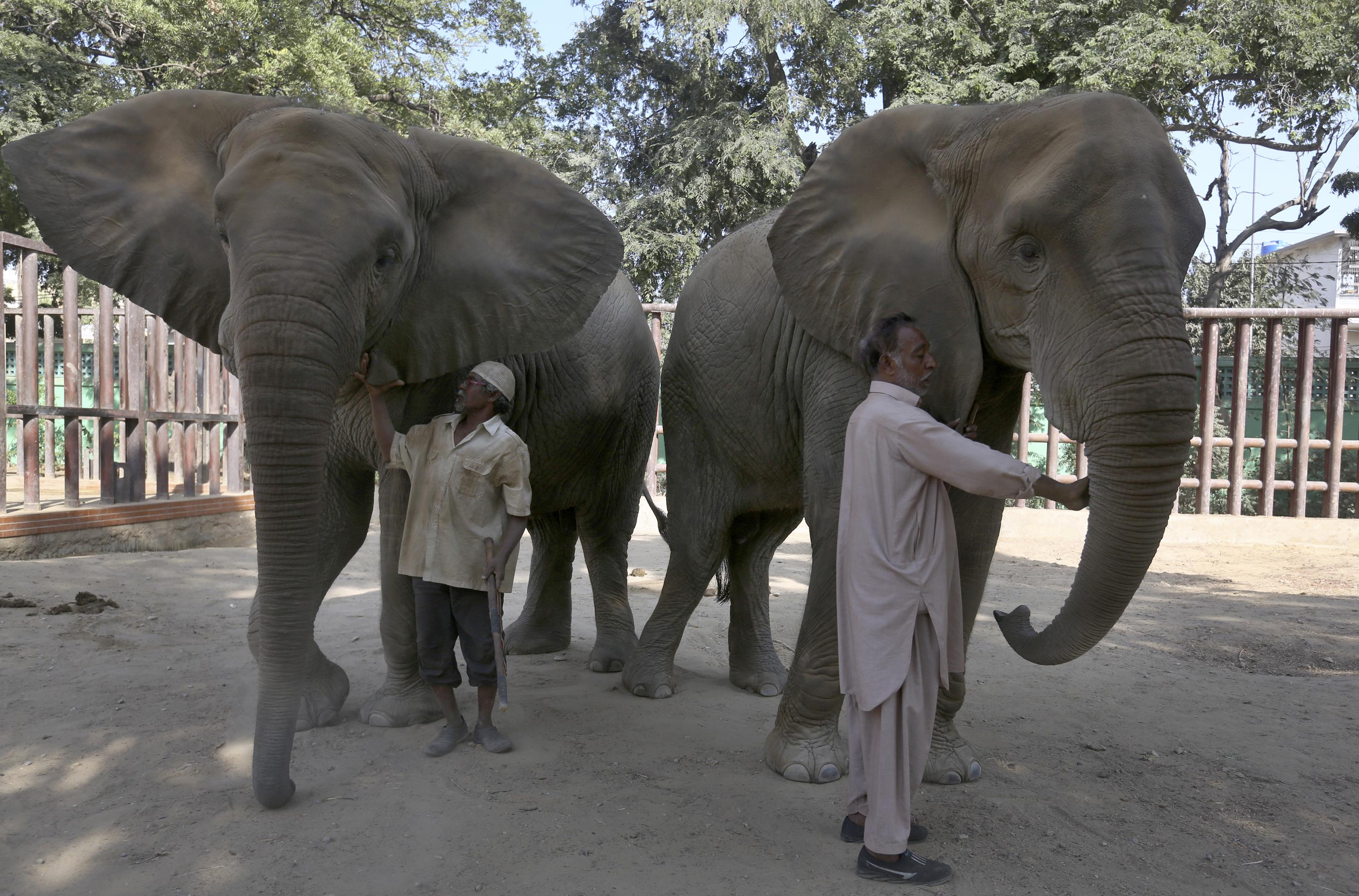 Vet calls for urgent medical care for elephants in Pakistan - Associated Press