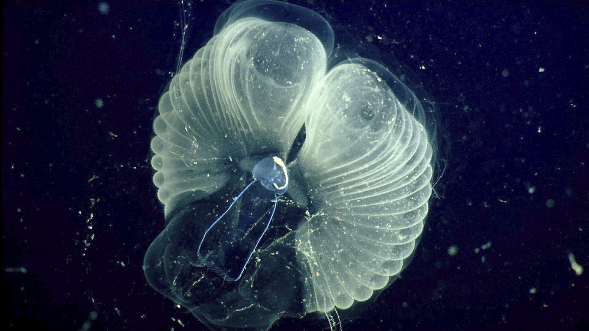 Scientists learn how tiny critters make ocean 'snot palaces' - The Associated Press