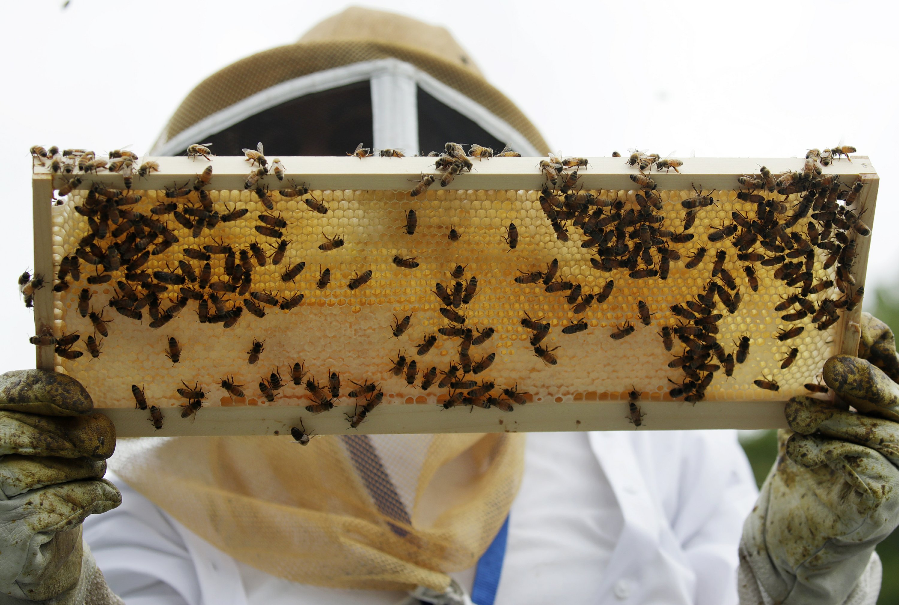 Veterans use beekeeping to improve well being - VA News