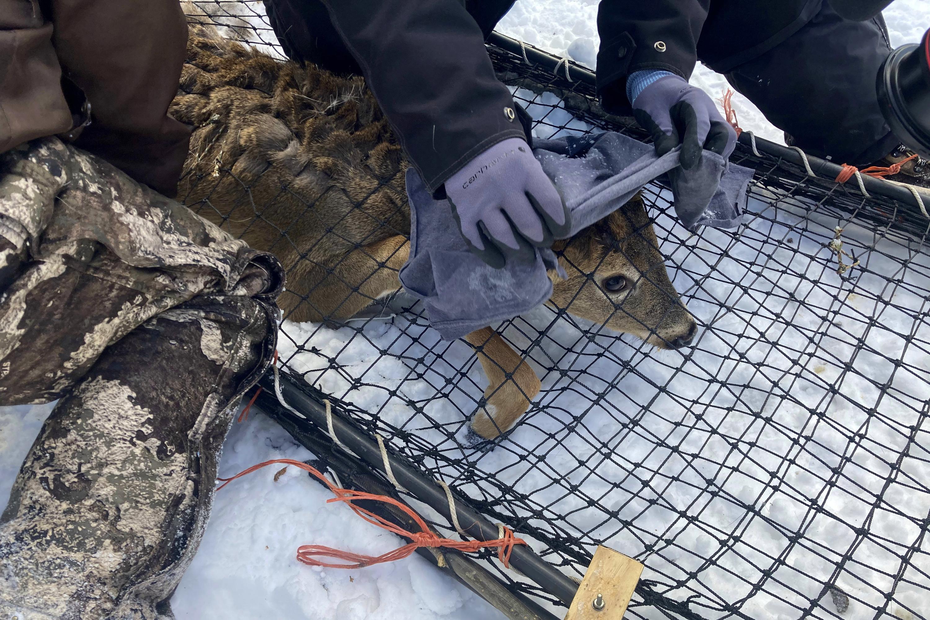 野生に：動物たちがCOVIDの戦いの最新フロンティア