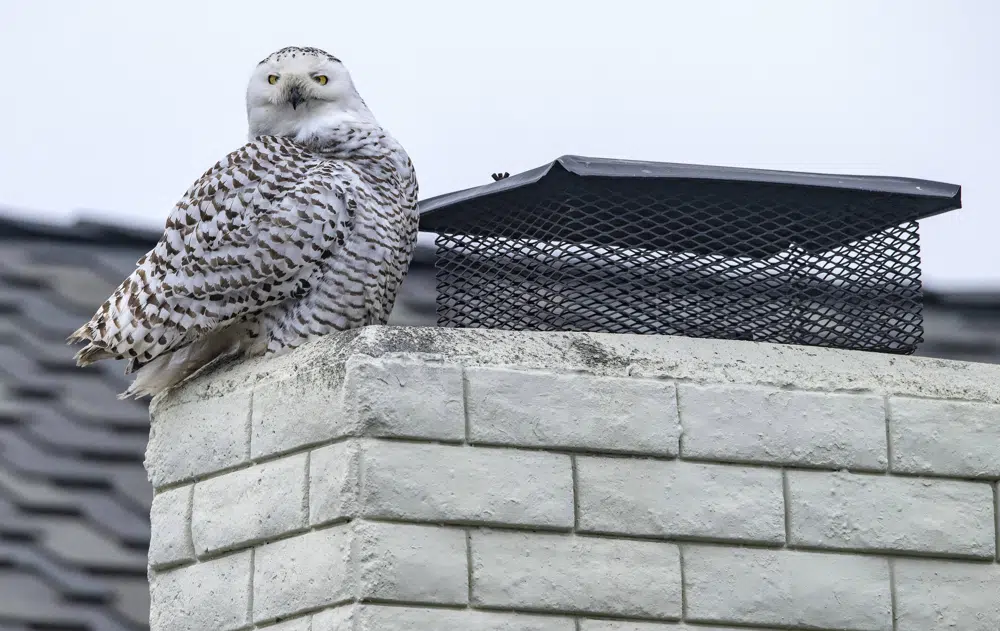 Real snowbird in Southern California? Snowy owl to be exact