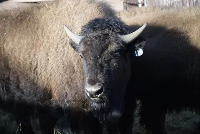 US tribes get bison as they seek to restore bond with animal US tribes get bison as they seek to restore bond with animal