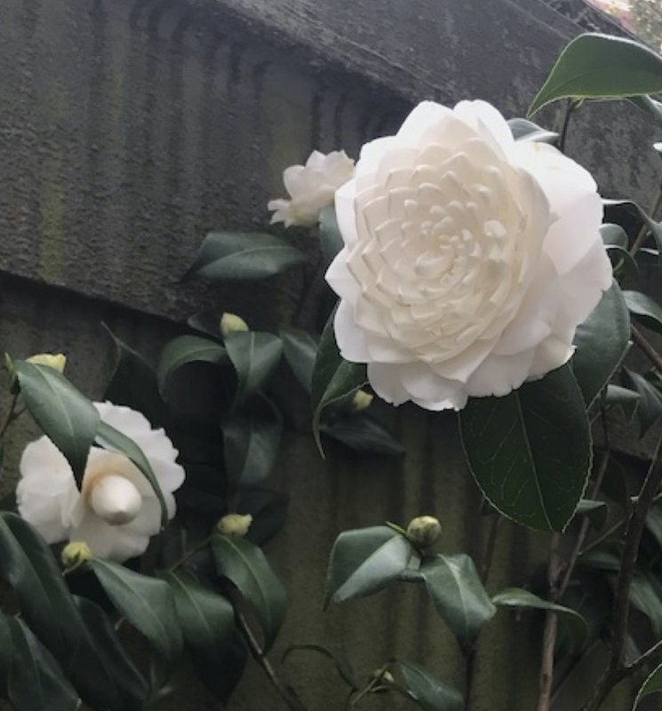 36+ Camellia Flower Vs Gardenia Gif