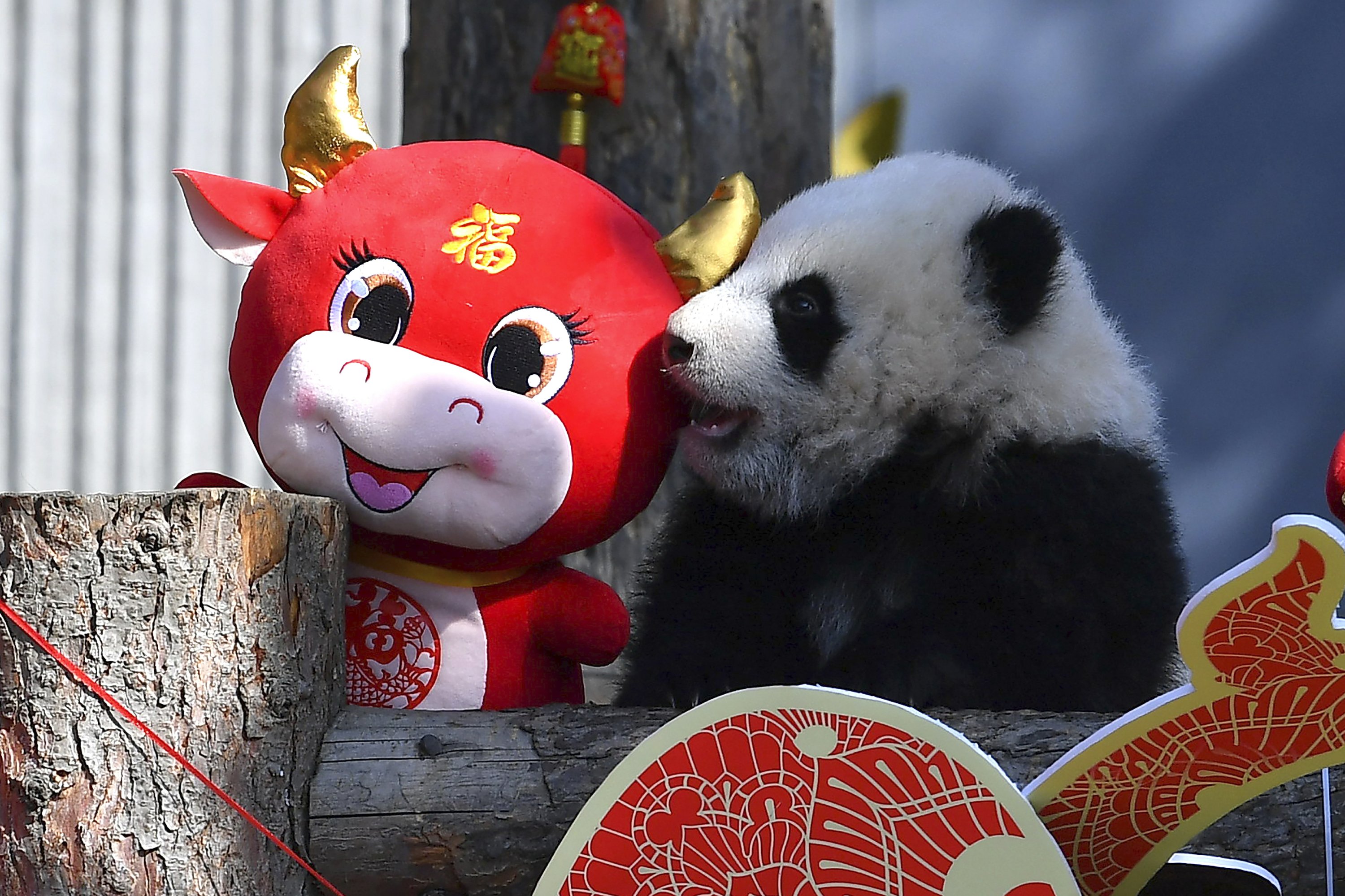 Chinese reserve displays 10 panda cubs to mark Lunar New Year