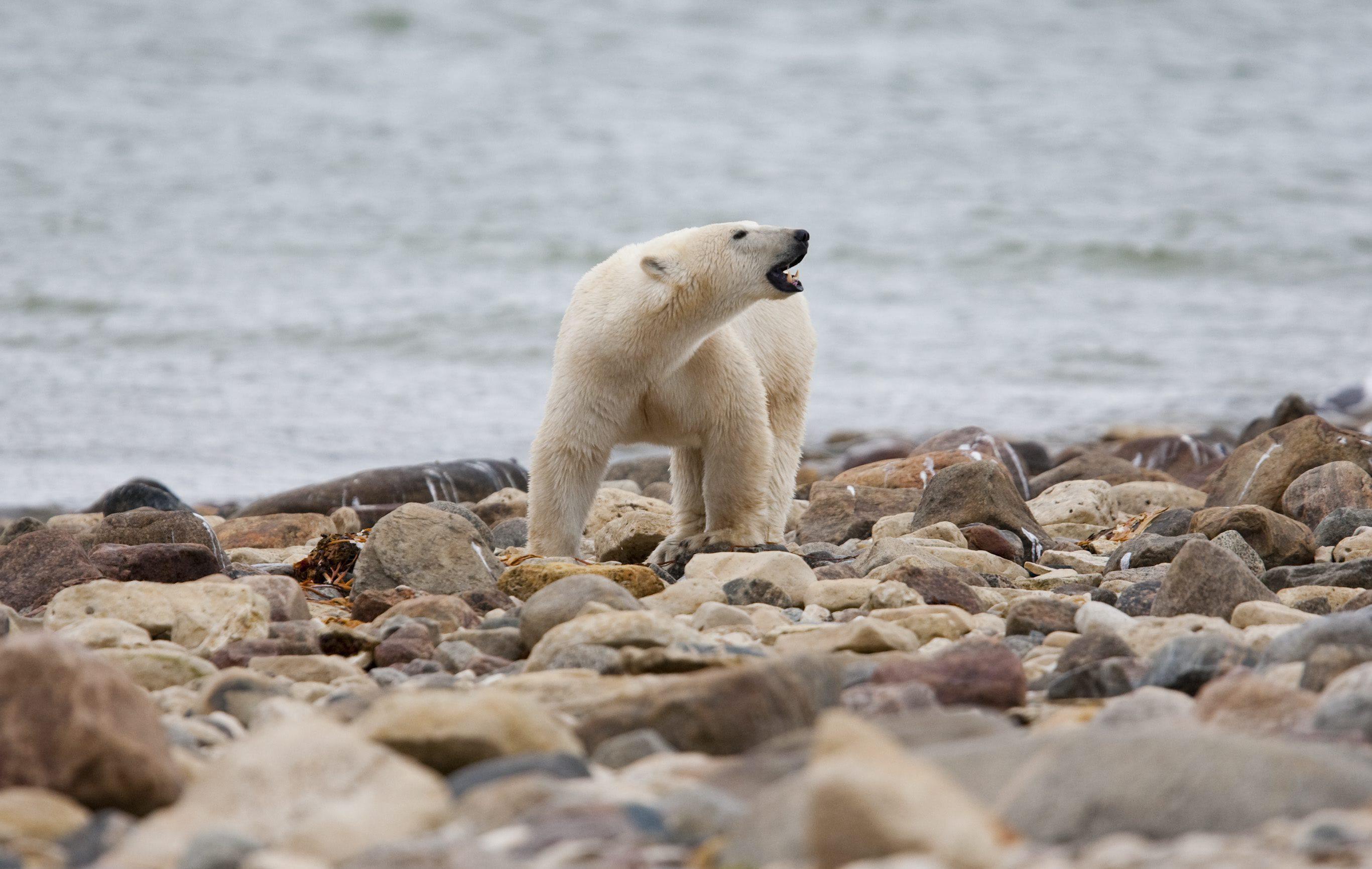 Why Polar Bears Have Become Frequent Visitors to This Canadian