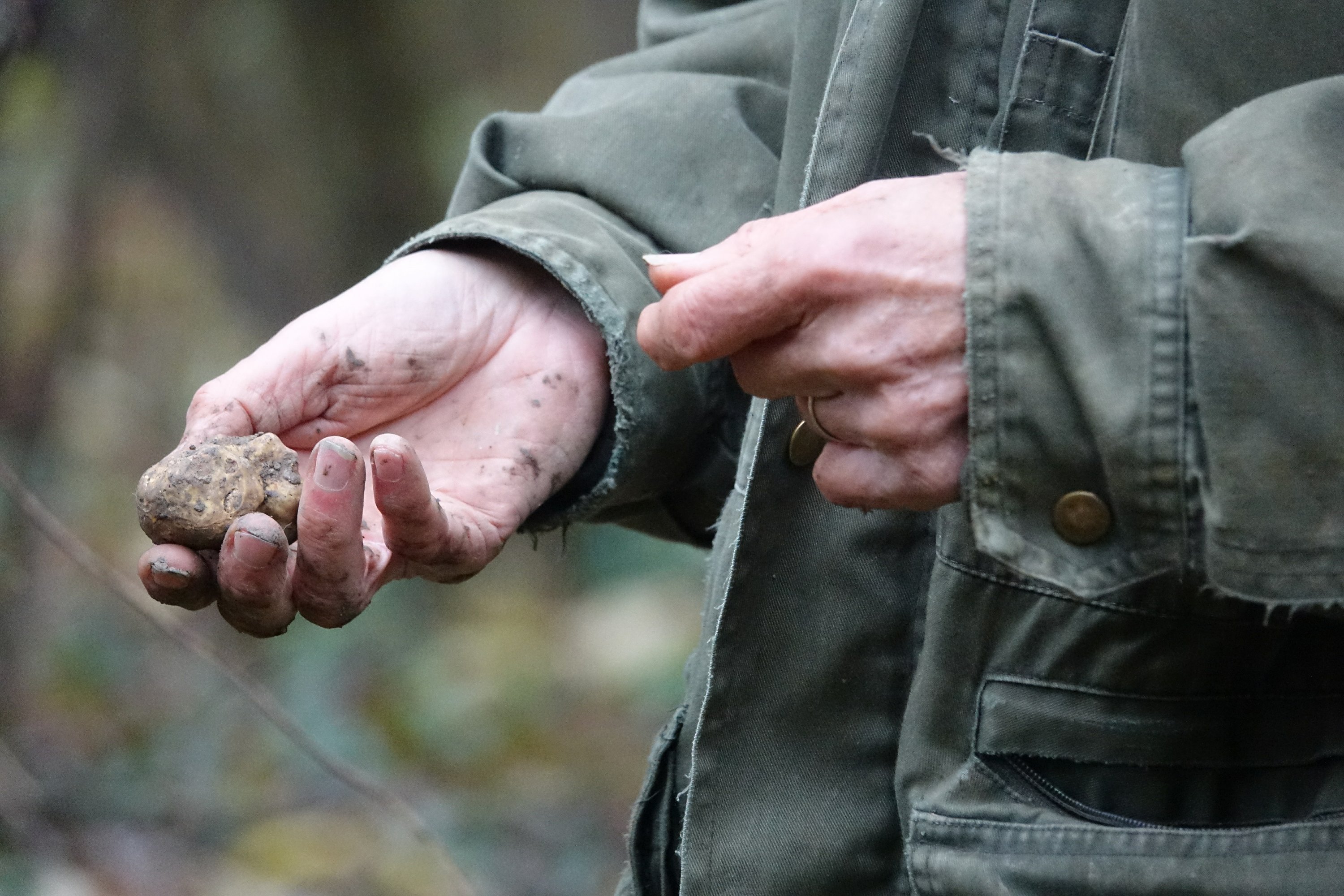 Italy's white truffle hunters worry about climate change - Associated Press