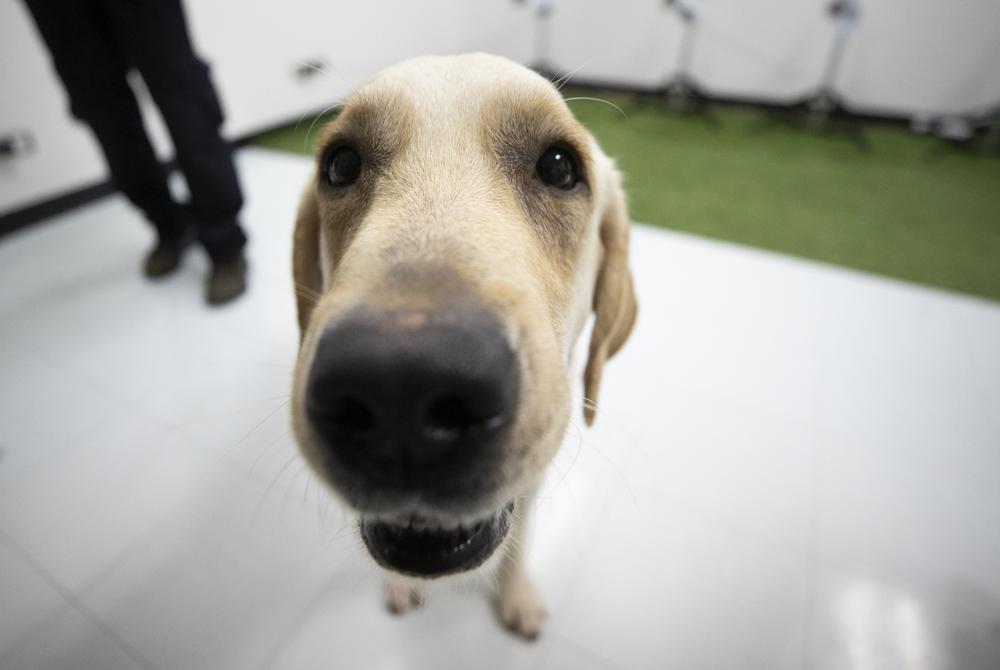 Bobby, a Labrador Retriever, finishes sniffing samples of human sweat through containers to detect COVID-19 coronavirus at Veterinary Faculty, Chulalongkorn University in Bangkok, Thailand Friday, May 21, 2021. Thailand has  deployed a canine virus detection squad to help provide a fast and effective way of identifying people with COVID-19 as the country faces a surge in cases, with clusters found in several crowded slum communities and large markets. (AP Photo/Sakchai Lalit)