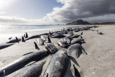 Un grupo de calderones se ve varado en la arena en Tupuangi Beach, en las Islas Chatham, Nueva Zelanda, el sábado 8 de octubre de 2022. (Tamzin Henderson via AP)