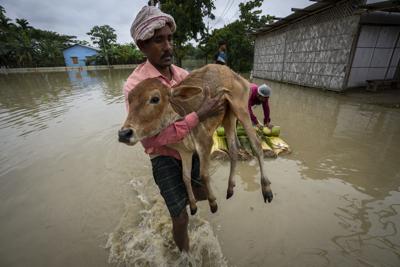 Un aldeano carga un ternero tras la inundación en la aldea de Korea, al oeste de Gauhati, India, el viernes 17 de junio de 2022. (Foto AP/Anupam Nath)