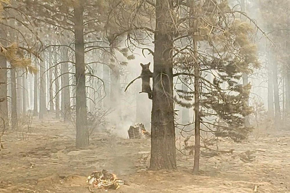 Incendios en California