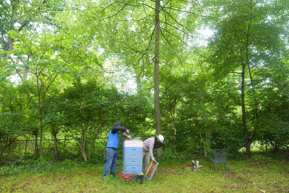 La investigadora de abejas de la Universidad de Maryland, Nathalie Steinhauer, a la derecha, y Zac Lamas, becario postdoctoral en ORISE, inspeccionan una colmena para detectar el ácaro parásito Varroa en las abejas, el miércoles 21 de junio de 2023, en College Park, Maryland. Una nueva encuesta dice que America's las colmenas de abejas acaban de tambalearse a través de la segunda tasa de mortalidad más alta registrada.  Los ácaros son un factor importante por el cual las muertes de abejas van en aumento.  (Foto AP/Julio Cortés)