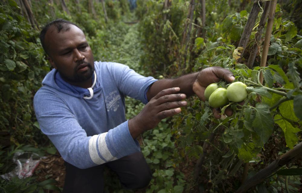 FILE- A Sri Lankan tomato farmer shows pest-infected crop which he blames on unavailability of chemical pesticides in Keppetipola, Sri Lanka on July 1, 2021. Sri Lanka's government has withdrawn a ban on imports of agrochemicals that it said was aimed at encouraging organic cultivation. Agriculture Minister Mahindananda Aluthgamage announced on Wednesday, Nov. 24, the revocation of the ban, which took effect in April. But he said government subsidies, price guarantees for produce and technical support will only be provided to those who use organic fertilizer. (AP Photo/Eranga Jayawardena, File)