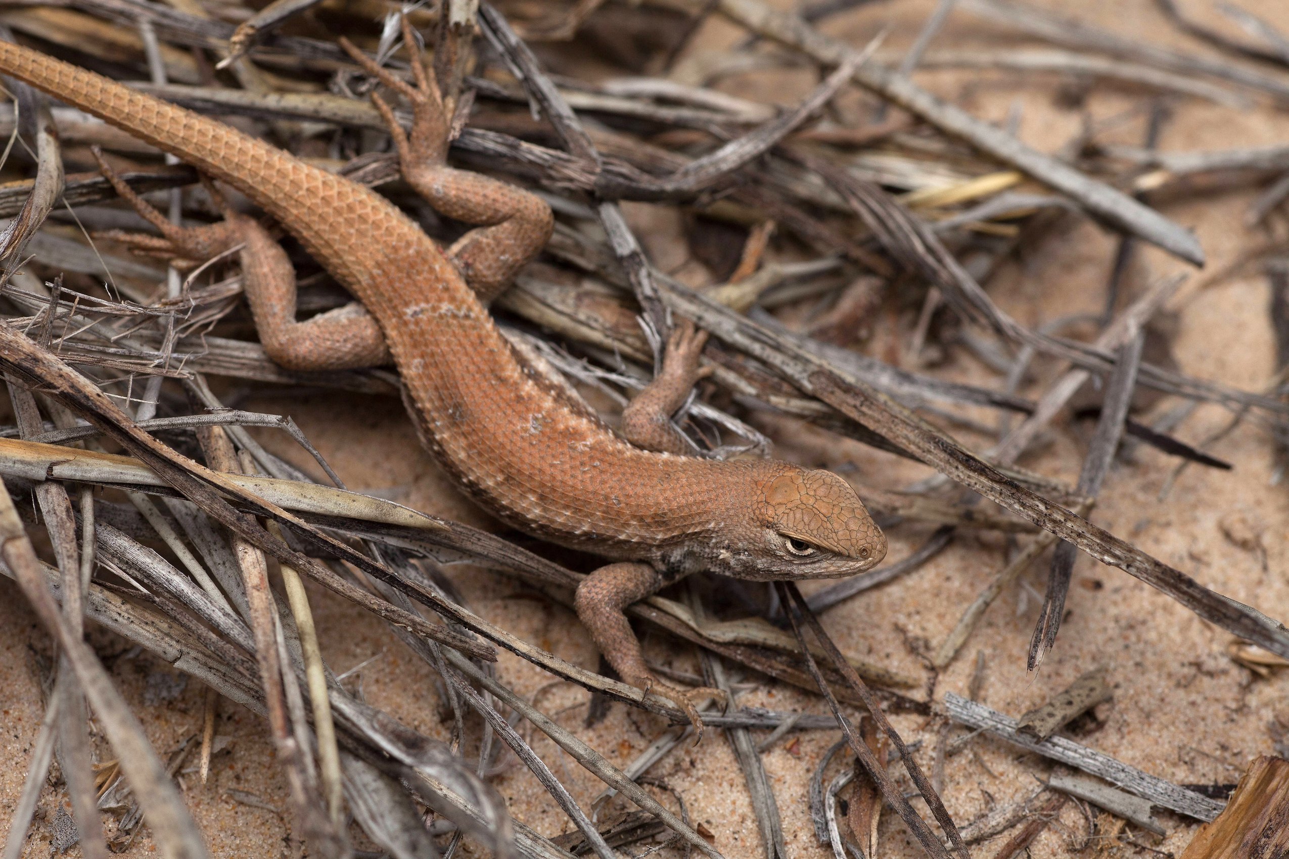 US agency looks to open rare lizard's habitat to oil and gas AP News
