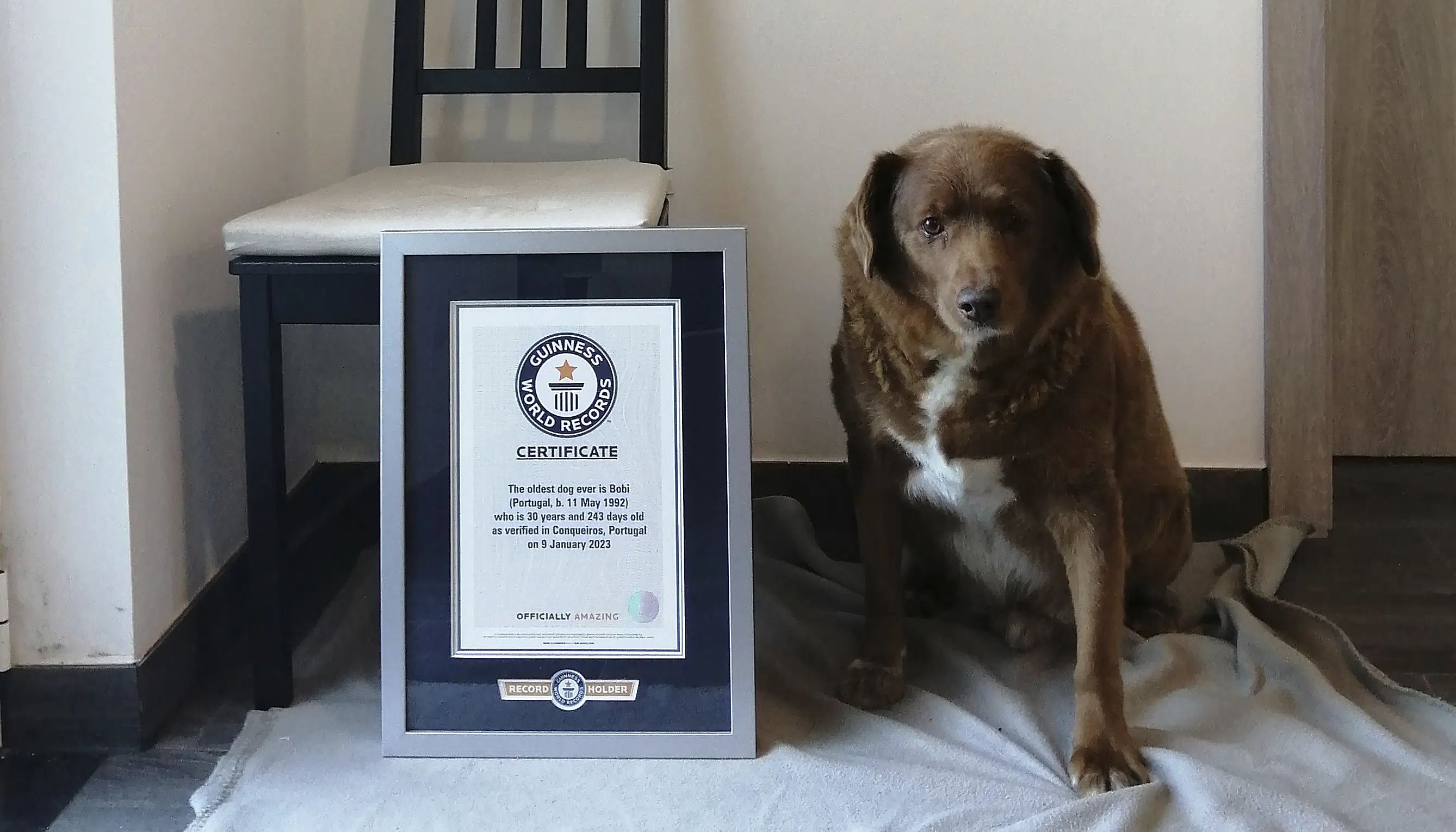 World s Oldest Dog Celebrates 31st Birthday TrendRadars