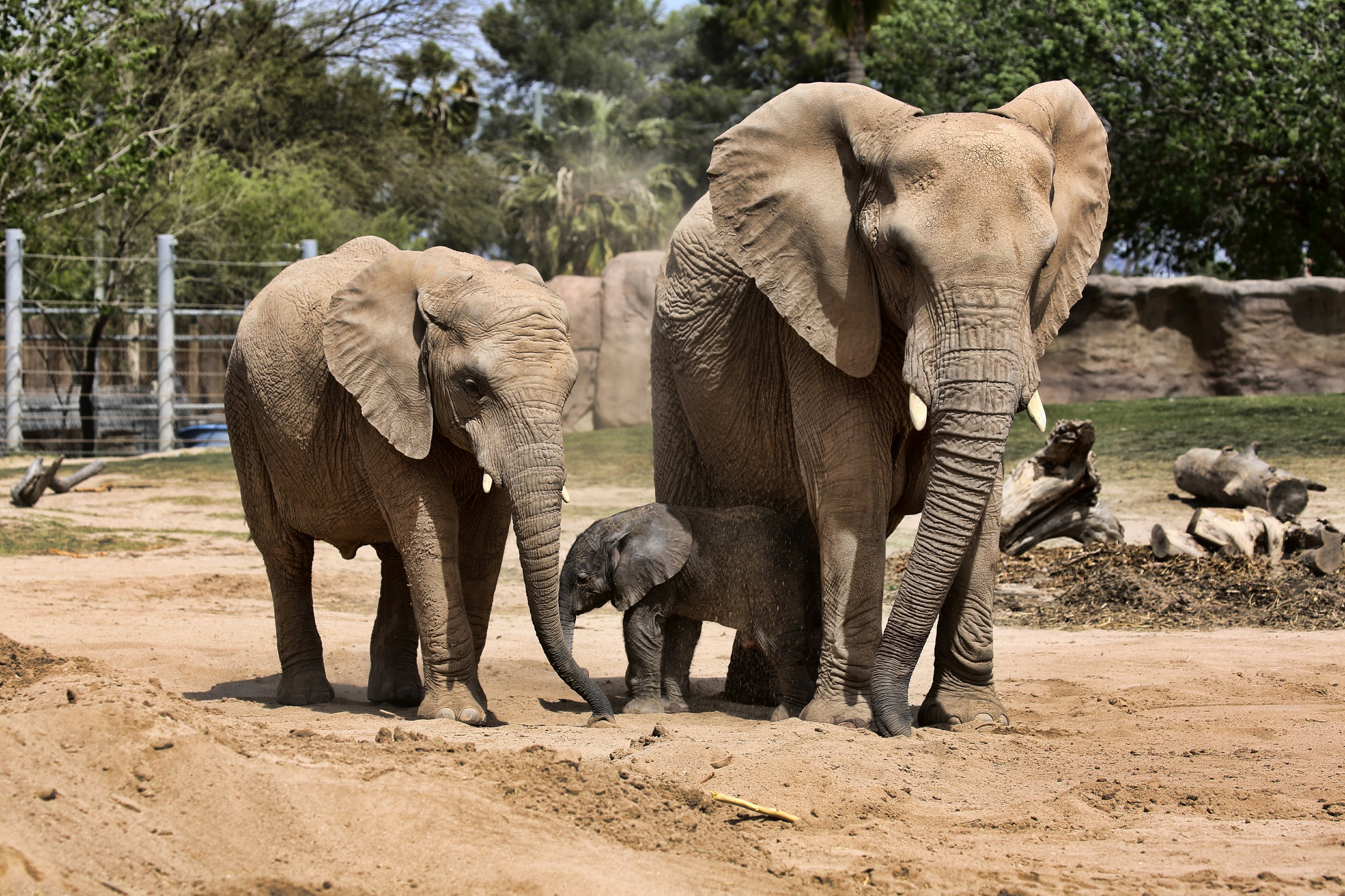 Healthy Baby Elephant Born At Reid Park Zoo In Tucson