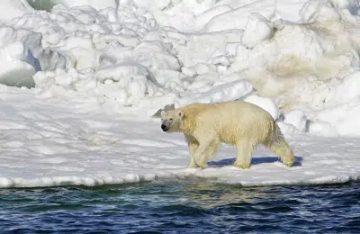 ARCHIVO - En esta fotografía del 15 de junio de 2014 publicada por el Servicio Geológico de Estados Unidos un oso polar camina tras nadar en el mar Chukchi, en Alaska. (Brian Battaile/Servicio Geológico de Estados Unidos vía AP, Archivo)