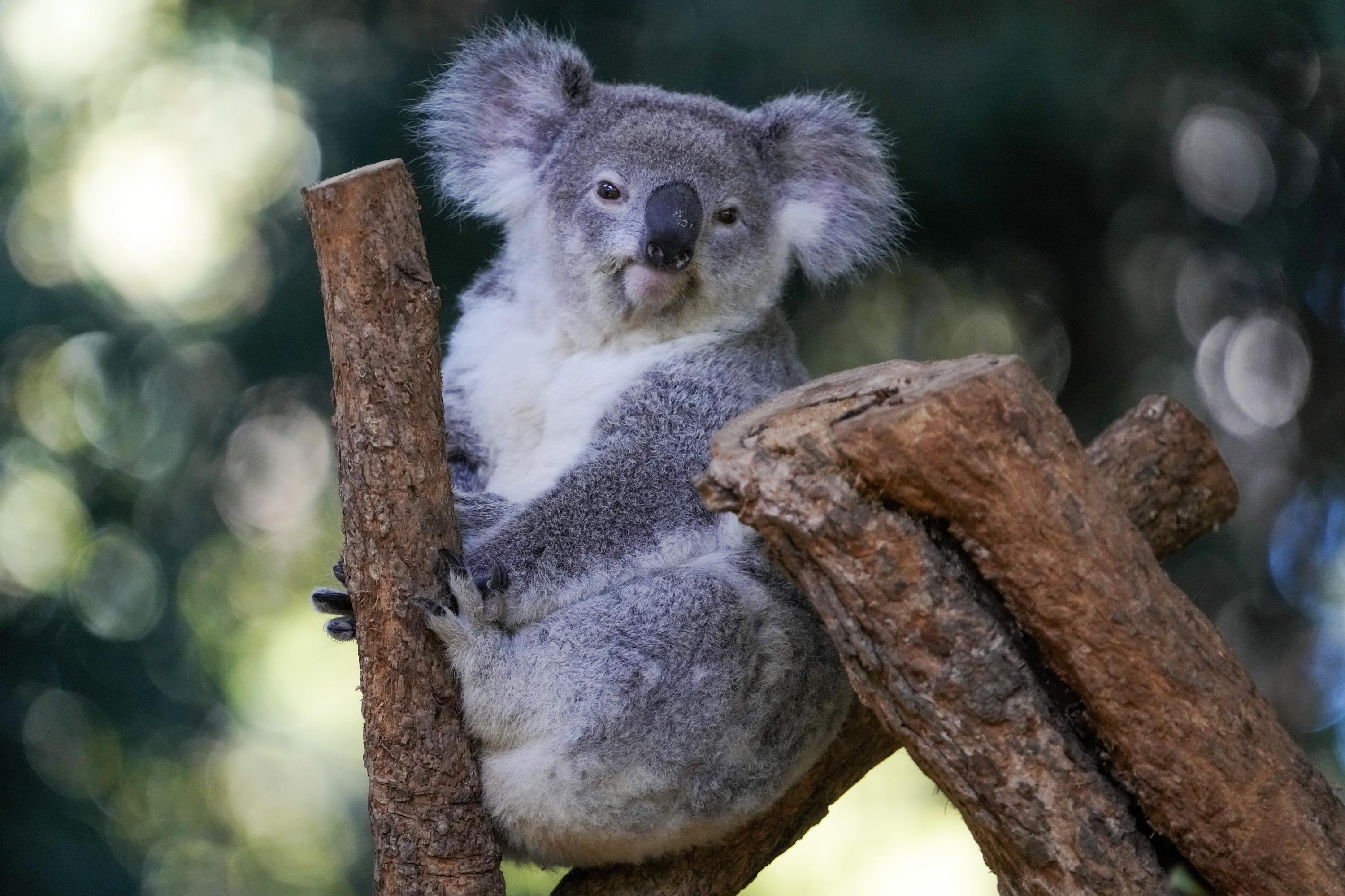 Devastating': Australian scientists race to save endangered wild koalas  from chlamydia