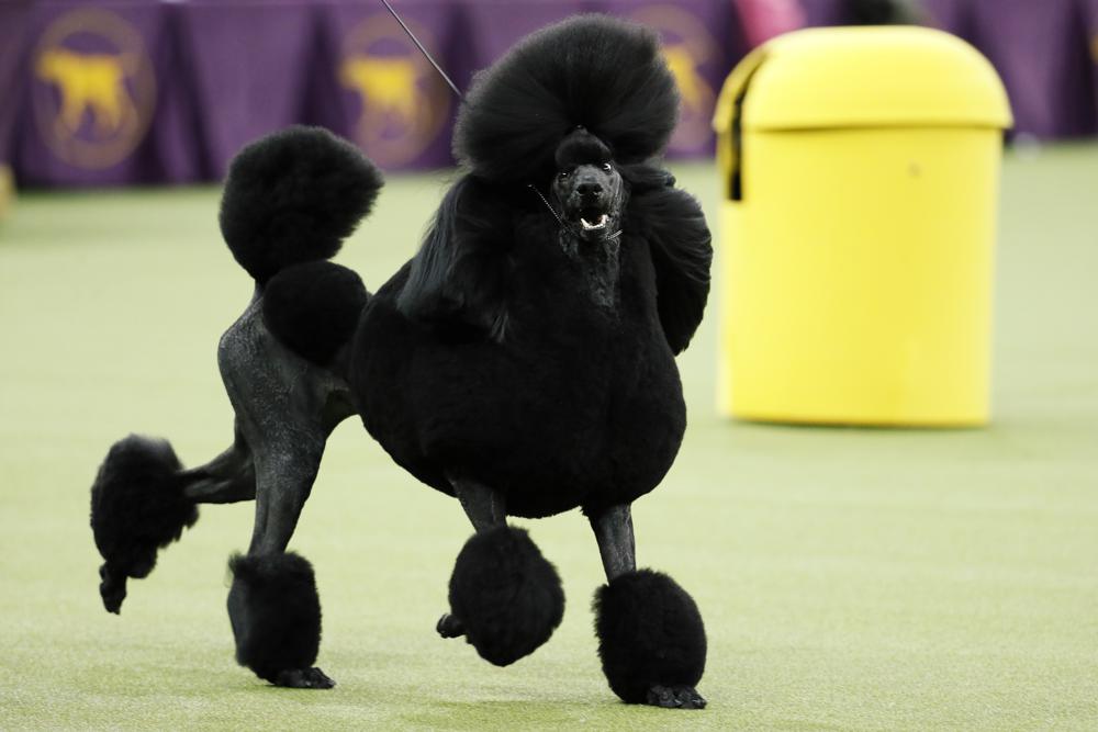 ARCHIVO - Siba, un caniche, compite por el premio Best in Show durante la 144.a exposición canina del Westminster Kennel Club, el 11 de febrero de 2020, en Nueva York.  El ranking anual de popularidad del American Kennel Club sale el martes 15 de marzo de 2022 y los caniches están entre los 10 primeros. (Foto AP/John Minchillo, archivo)