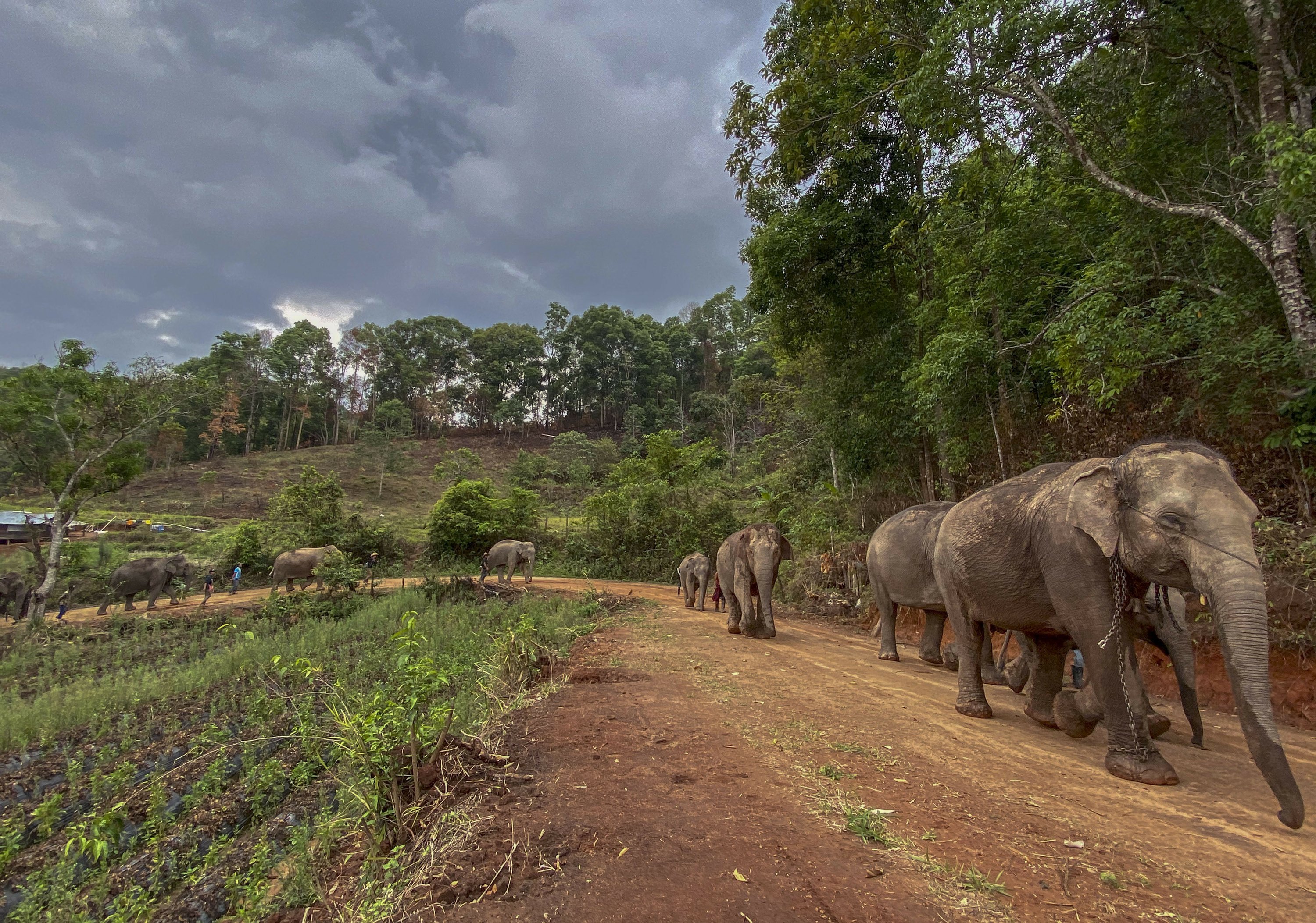 tailandia-elefantes-sin-trabajo-regresan-a-su-h-bitat