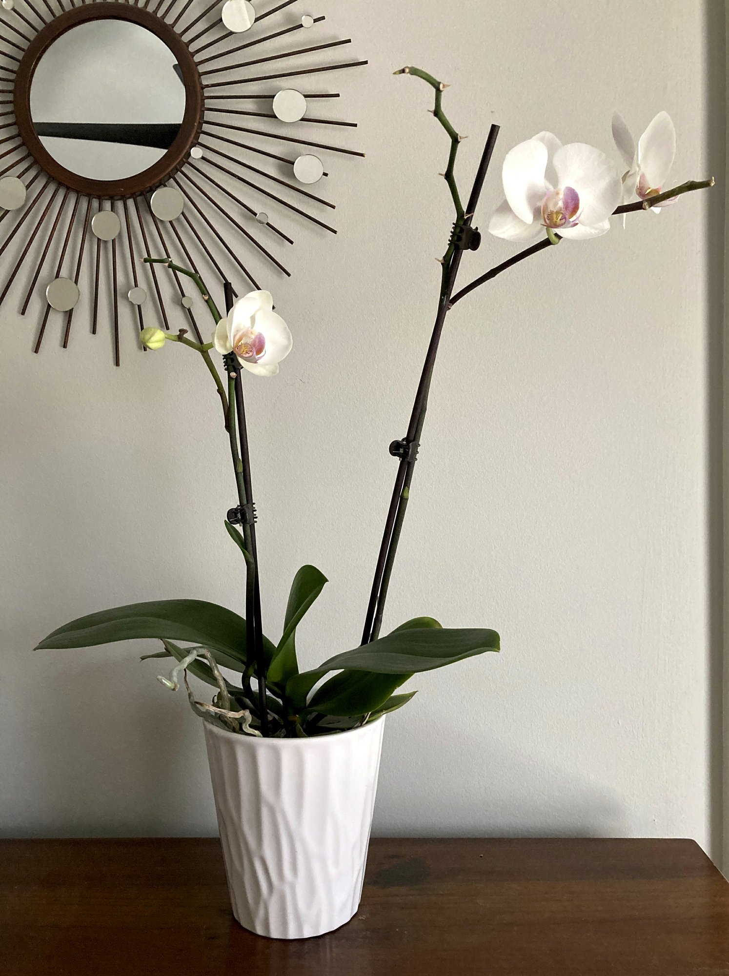 La orquídea, otrora inaccesible, hoy al alcance de todos | AP News