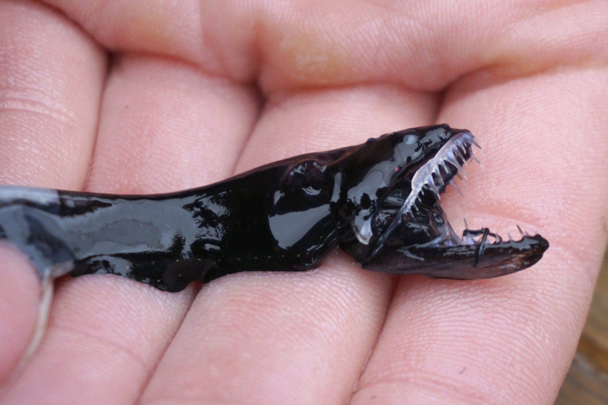 Deep Sea Fish With Human Teeth