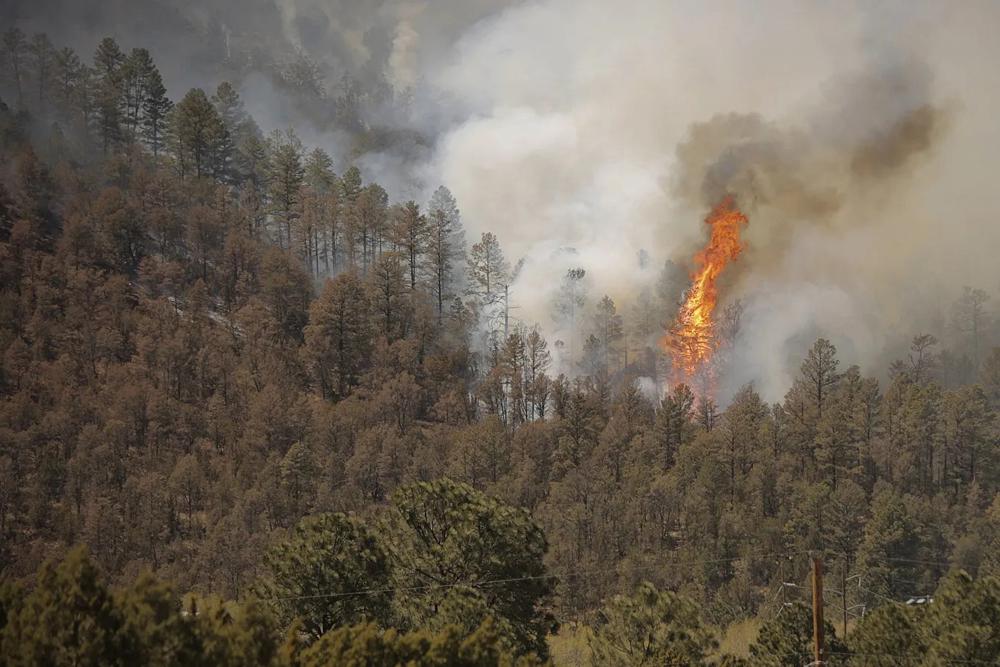 A tree ignites as the McBride Fire spills down a mountainside near Ruidoso, New Mexico, on Wednesday April 13, 2022.   Authorities say firefighters have kept a wind-driven blaze from pushing further into a mountain community in the southern part of the state. (Justin Garcia /The Las Cruces Sun News via AP)