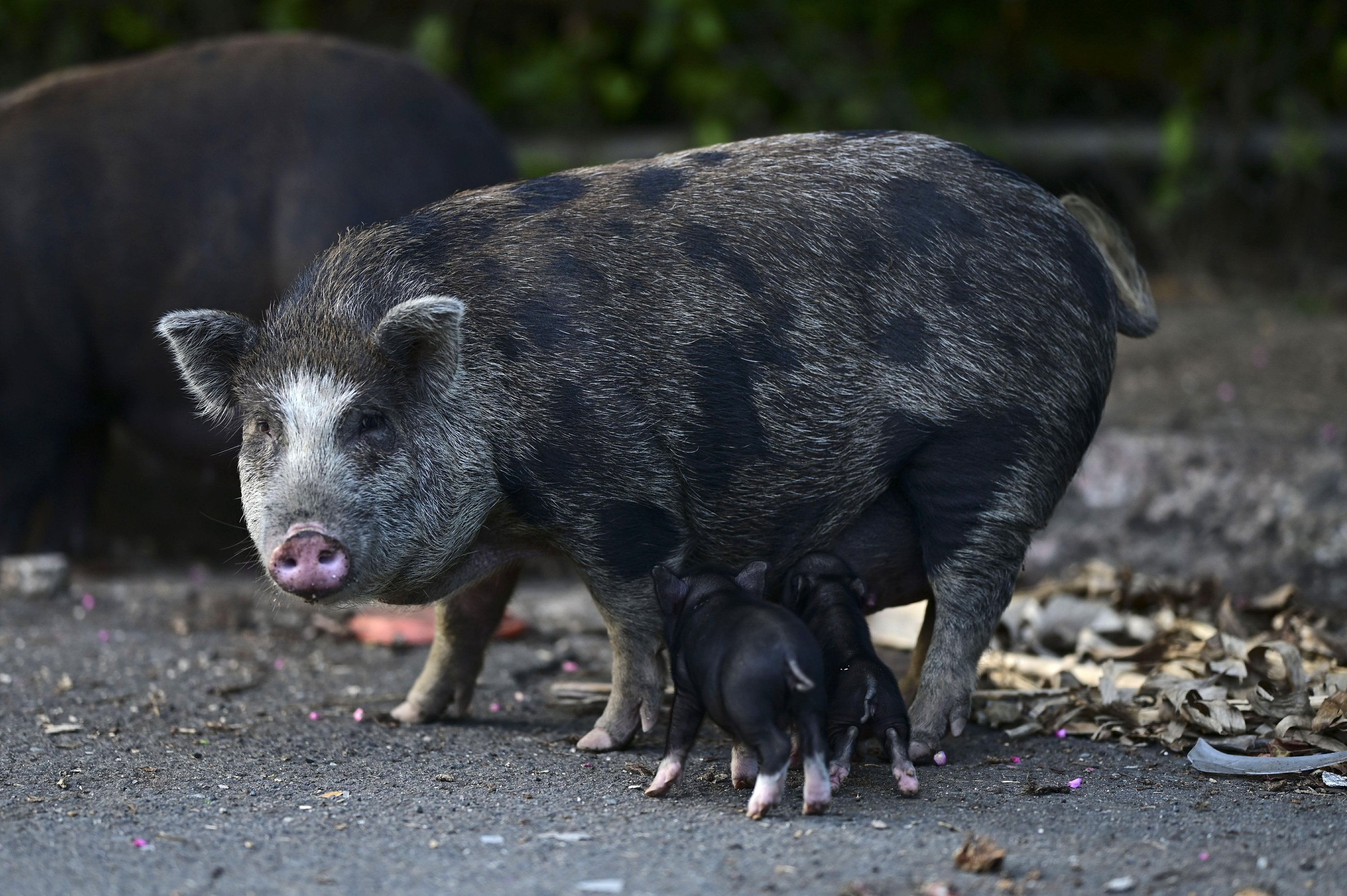 Feral pigs flummox Puerto Rico, infiltrate communities | AP News